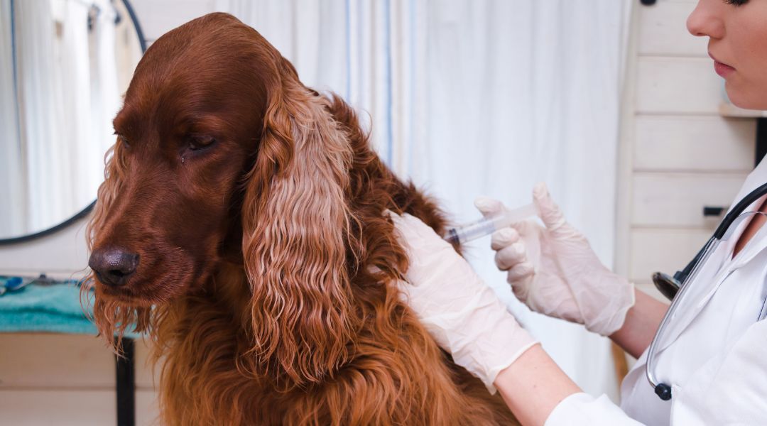 Canine Vaccination Canine Vaccination
