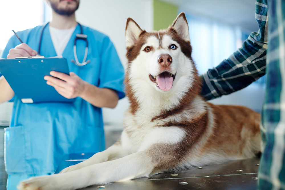 advanced X-rays for pets